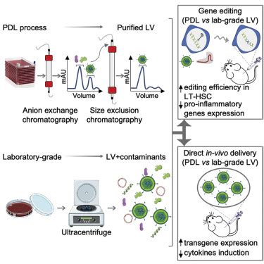 lvv ultragentrifugation|lentivirus production and purification.